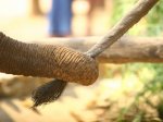 В Азии родился первый слон из пробирки