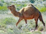 Австралийских верблюдов обещают отстреливать за вандализм