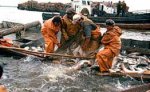 На Камчатке изъято более пяти тонн нелегально выловленного лосося