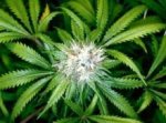 Израильские раввины признали марихуану некошерной на еврейскую Пасху