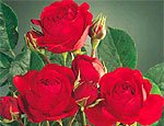 Аромат розы улучшает память