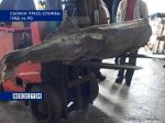 В Ростовской области изъято 6 тонн осетровых