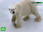 Белые медведи отомстят за Арктику