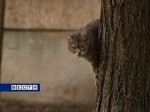 Жительница Волгодонска госпитализирована из-за нападения любимого кота 