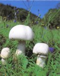 Отравление грибами. Что делать при отравлении грибами.