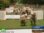 Британские овцы участвуют в веселых соревнованиях 