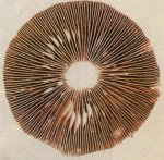 Отличительные признаки пластинчатых грибов