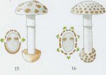 Отличительные признаки пластинчатых грибов
