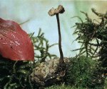 Гриб Аурискальпиум обыкновенный. Классификация гриба. (фото)