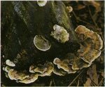 Гриб Бъеркандера обугленная. Классификация гриба. (фото)