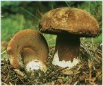 Гриб Порфирелл, боровик пурпуровоспоровый. Классификация гриба. (фото)