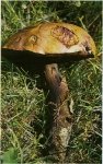 Гриб Дубовик Келе. Классификация гриба. (фото)
