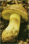 Гриб Боровик буро-желтый. Классификация гриба. (фото)