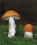 Гриб Подосиновик красный. Классификация гриба. (фото)