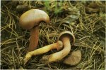 Гриб Мокруха пурпуровая. Классификация гриба. (фото)