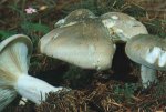Гриб Говорушкасерая, говорушка дымчатая. Классификация гриба. (фото)