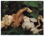 Гриб Энтолома нифоидес. Классификация гриба. (фото)