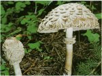 Гриб-зонтик краснеющий. Классификация гриба. (фото)