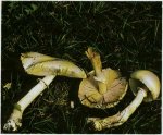 Гриб Лепиота краснопластинчатая. Классификация гриба. (фото)