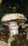 Гриб Шампиньон двукольцевой. Классификация гриба. (фото)