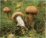 Гриб Паутинник отороченный. Классификация гриба. (фото)