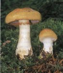 Гриб Паутинник кирпично-коричневый клейкий.  Классификация гриба. (фото)