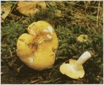 Гриб Сыроежка золотисто-желтая. Классификация гриба. (фото)