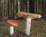 Гриб Сыроежка выцветающая. Классификация гриба. (фото)
