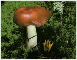 Гриб Сыроежка жгуче-едкая. Классификация гриба. (фото)