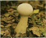 Гриб Дождевик шиповатый. Классификация гриба. (фото)