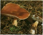 Гриб Коллибия каштановая. Классификация гриба. (фото)
