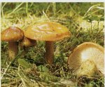 Гриб Рядовка золотистая. Классификация гриба. (фото)