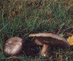 Гриб Меланолеука коротконожковая. Классификация гриба. (фото)