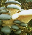 Гриб Вешанка обыкновенная, устричный гриб. Классификация гриба. (фото)