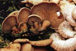 Гриб Панеллус стриптикус. Классификация гриба. (фото)