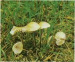 Гриб Чесночник обыкновенный. Классификация гриба. (фото)