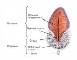 В мире птиц. Зачем птице нужны перья?