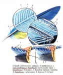 Как устроено перо?