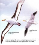 Как быстро, далеко и высоко летают птицы?