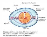 Как устроено птичье яйцо?