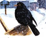 Как птицы узнают о скором приходе зимы?