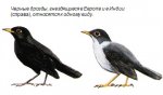 Какие птицы относятся к одному виду?