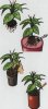 Комнатные растения. Гидропоника.