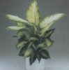 Виды комнатных растений. Dieffenbachia maculata. Диффенбахия пятнистая.