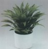 Комнатные растения. Виды.Dracaena deremensis. Драцена деремская.