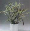 Виды комнатных растений. Драцена Сандера. Dracaena sanderiana .