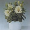 Виды комнатных растений. Eustoma grandiflorum. Эустома крупноцветковая.