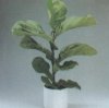 Виды комнатных растений. Ficus lyrata. Фикус лировидный.