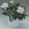 Комнатные растения. Виды.Gardenia jasminoides. Гардения жасминовидная.