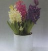 Виды комнатных растений. Hyacinthus orientalis. Гиацинт восточный.